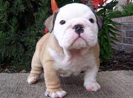We strive to produce puppies that meet and hopefully exceed the akc standard in appearance & health with. Ajgq English Bulldog Puppies For Sale Louisiana Sportsman Classifieds La