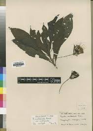 Image result for Agathisanthemum globosum