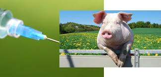 Porcine Reproductive And Respiratory Syndrome Vaccine Market Size Estimation Sales Statistics Market Projection Share Growth And Global Industry Analysis By 2027 Medgadget