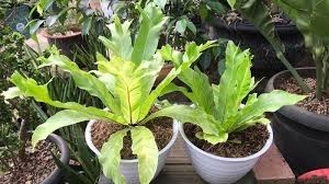 Check spelling or type a new query. Kadaka Java Nidus Variegata Jadi Tanaman Hias Populer Di Masa Pandemi Bikin Cantik Interior Rumah Warta Kota