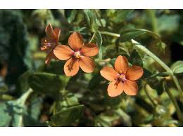 Image result for Anagallis barbata