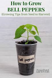 How deep to plant bell pepper seeds bell pepper plants transplanted into the garden should be planted 12″ apart in rows spaced 30″ apart. How To Grow Green Bell Peppers