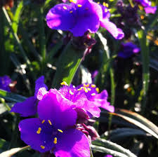 Maybe you would like to learn more about one of these? Tradescantia X Concord Grape From Nvk Nurseries