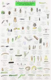 Make sure you correctly identify the insect. Mac S Field Guides Midwest Garden Bugs Mac S Guides Flash Cards Macgowan Craig 9780898867466 Amazon Com Books