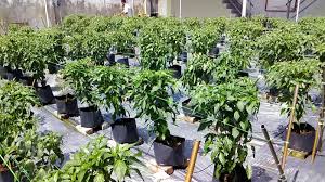 We did not find results for: Panduan Percuma Tanaman Cili Fertigasi Cara Sambilan Di Halaman Rumah Plants Farm Halaman Rumah