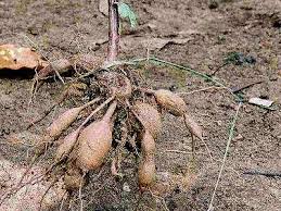 Image result for Dorstenia psilurus