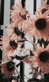 Pink Sunflowers Sunflower Wallpaper Flower Wallpaper Aesthetic Iphone Wallpaper