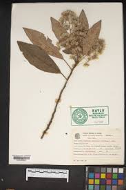 Image result for Vernonia congolensis