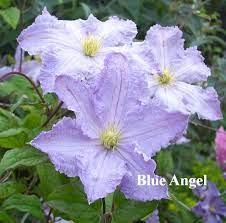 Pin On 123myclematis