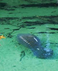 When the temperature drops the manatee aka sea cows come in out. Blue Spring State Park Orange City Fl Vegan On A Budget Travel Guide