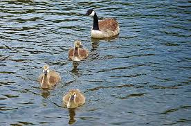 Maybe you would like to learn more about one of these? Halaman 8 Gratis Bebek Coklat Foto Piqsels