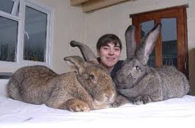Their short hair requires minimal grooming. British Giant Rabbit Breed Learn Natural Farming