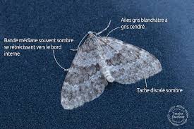 Image result for Entephria polata