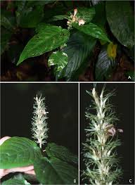 Image result for Anisotes formosissimus