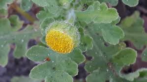 Image result for Grangea