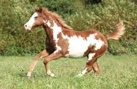 american paint horse price how much does it cost american paint horse horse painting horses