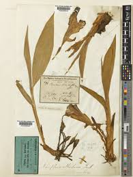 Image result for Siphonochilus kilimanensis