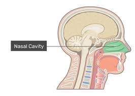 It is the part of respiratory systems. Nose And Nasal Cavity Structure Functions
