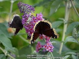 Maybe you would like to learn more about one of these? Butterfly Bush Buddleja Flutterby Grande Peach Cobbler In The Butterfly Bushes Database Garden Org