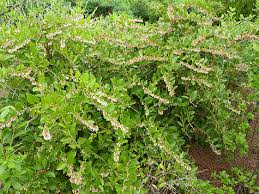 Image result for Rawsonia lucida