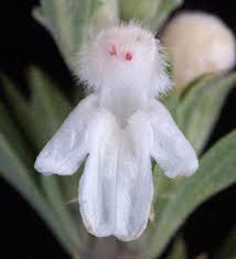 Image result for Leucas sexdentata