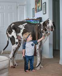 Meet Atlas The Great Great Dane