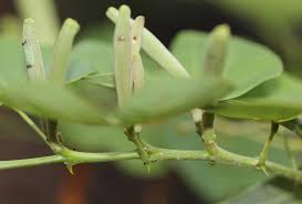 Image result for Eriosema rhynchosioides