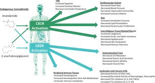 Yes, weed withdrawal is a real thing. Medical Marijuana Recreational Cannabis And Cardiovascular Health A Scientific Statement From The American Heart Association Circulation