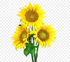 Bunga matahari helianthus annuus l. Umum Bunga Matahari Biji Bunga Matahari Resolusi Layar Gambar Png