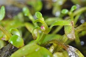 Image result for Elatine