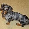 Miniature dachshund puppies for sale near wilmington, nc. Https Encrypted Tbn0 Gstatic Com Images Q Tbn And9gctppjygqdpqmcasv0kl Ju3qhkszy8t7pnld33dhcxyfmqbbnzc Usqp Cau