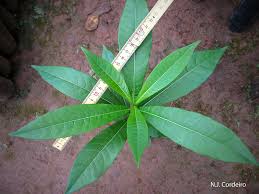 Image result for Rauvolfia afra