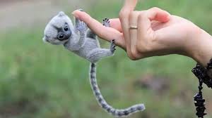 Wann sind haustiere in der mietwohnung erlaubt? 10 Nette Exotische Tiere Die Man Als Haustier Besitzen Kann Video Sunshine It