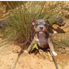 how to train american bully puppy like