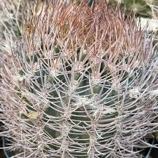 Image result for Oncocalyx bolusii