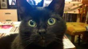 Did you know that cats are distant relatives of some of the wild big cats we have in the wild today? 50 German Cat Names The Paws