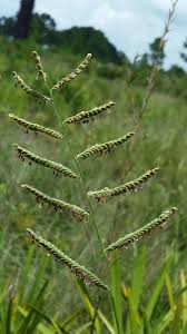 Image result for Paspalum plicatulum