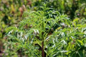 Image result for Dewildemania filifolia