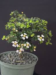 Image result for Malpighia coccigera