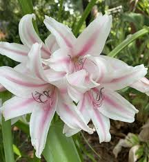 Image result for Crinum walteri