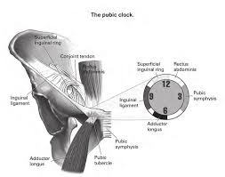 The hip joint, like the shoulder joint, is a multiaxial synovial joint that flexes, extends, adducts, abducts, medially rotates, and laterally rotates. A Clock Wise Orientation On The Anatomy Of The Groin Region As Download Scientific Diagram