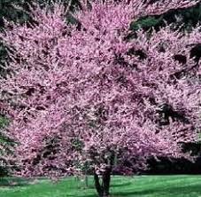 Flowering trees are a fun addition to any garden. 7 Zone 5 Flowers Trees Ideas Planting Flowers Plants Outdoor Gardens