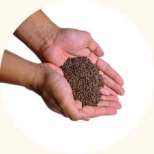 Image result for Centrosema pubescens