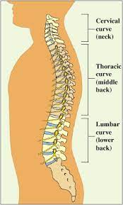 Existing boilerplates freely modify backbone core, lack a build process, and are very prescriptive; Anatomy Of A Normal Spine