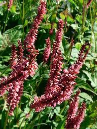 Image result for Persicaria amplexicaule