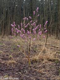 Image result for Daphne mezereum