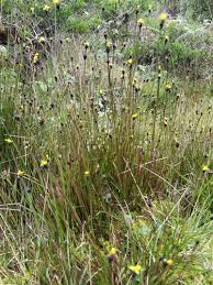 Image result for Xyridaceae