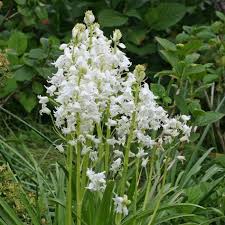 Hyacinthoides Hispanica White City Garten Schattengarten Fruhlingsgarten