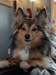 Cute mix dog puppy with a bleu eye. My Handsome Sheltie Chihuahua Mix This Is Clarence Aww