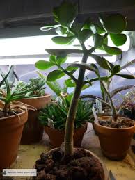 If you purchase this bonsai, we assume you're a responsible person and that you know what you are purchasing. Crassula Bonsai Make A Charming Tiny Tree From Your Jade Plant